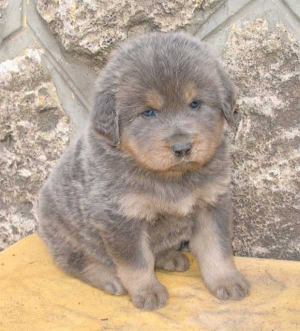 Chiot couleur grise