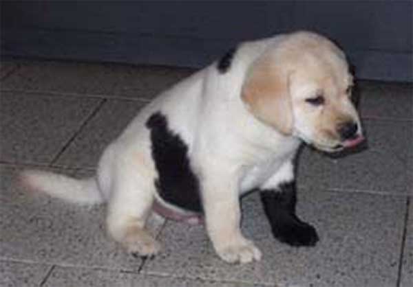 Chiot labrador