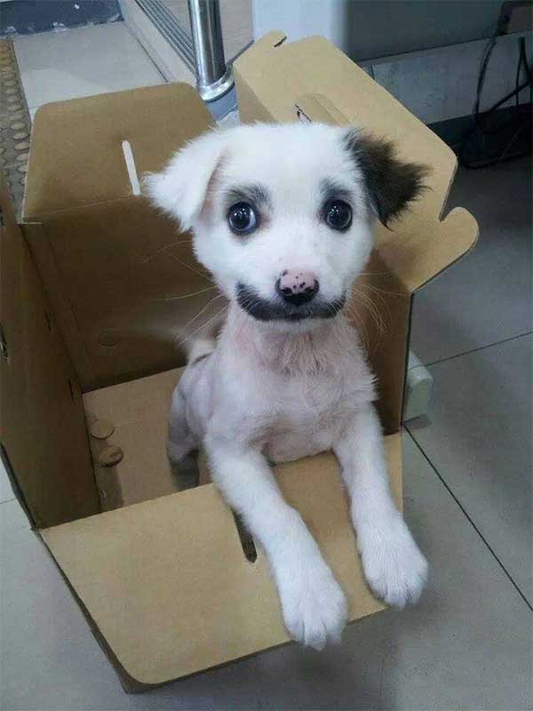 Chien tâche sourcils et moustache