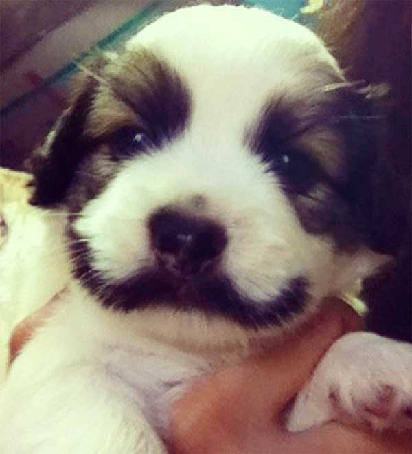 Chiot à moustache