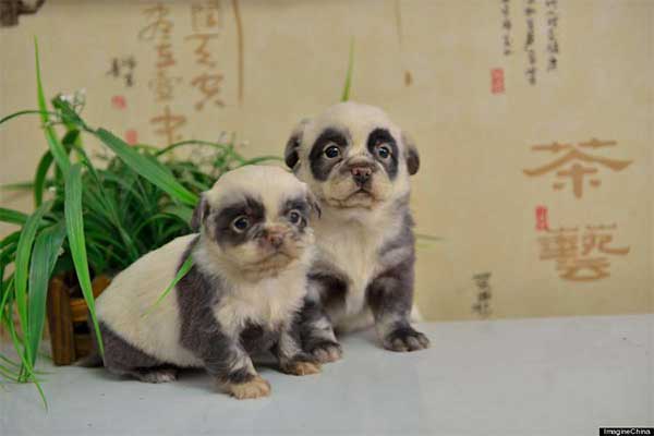 Chiots panda