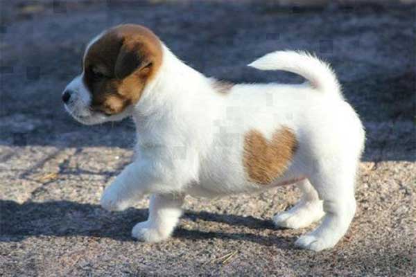 chiot avec tache en coeur