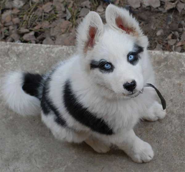 Husky avec tâche masque