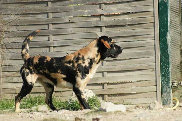 labrador mutation somatique