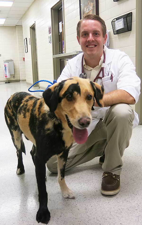 Labrador chimère