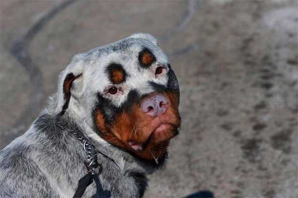 rotweiler avec tâche bizarre