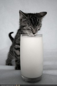 Chaton qui boit du lait