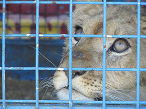 lionceaux en cage