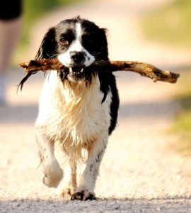 chien avec baton