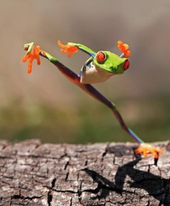 grenouille qui saute