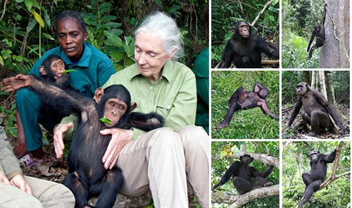 Institut Jane Goodall