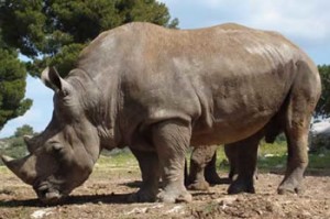 Rhinocéros dans la forêt de Payeng