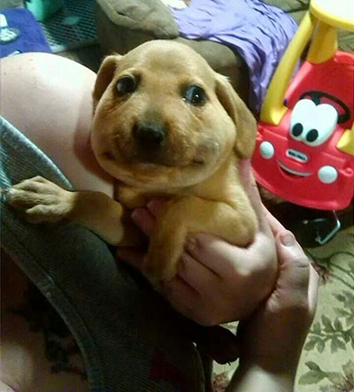 Chien piqué par une abeille