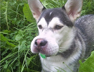 Chien piqué par une abeille