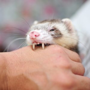 furet qui mort