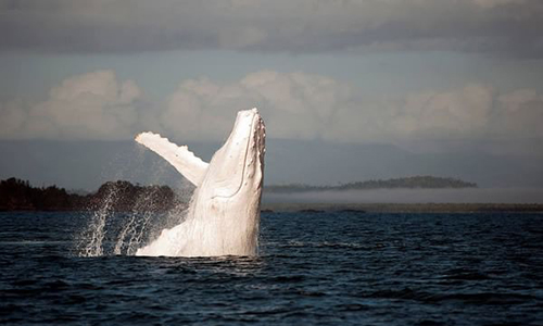 baleine albinos