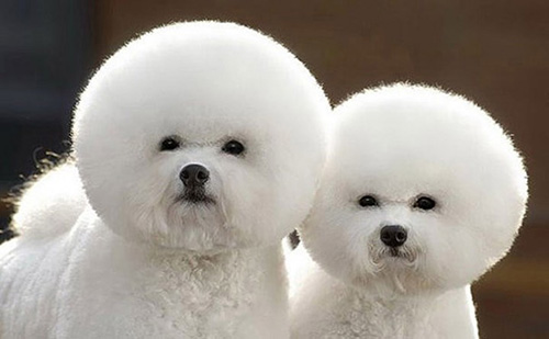 bichons jumeaux