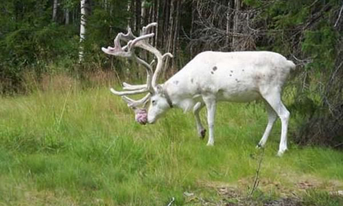 cerf albinos