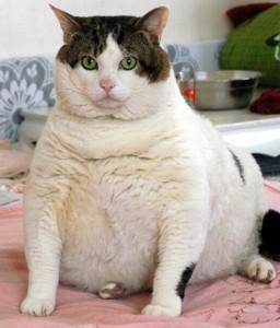 Gros chat