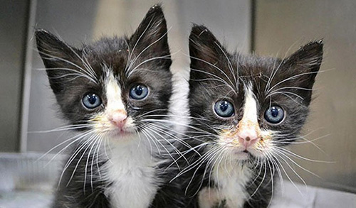 chatons noir blanc jumeaux