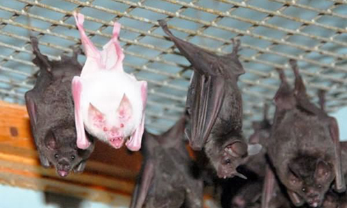 chauve souris albinos