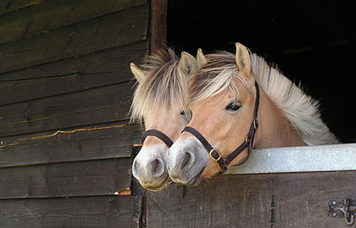 chevaux jumeaux