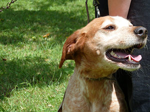 Chien à l'adoption