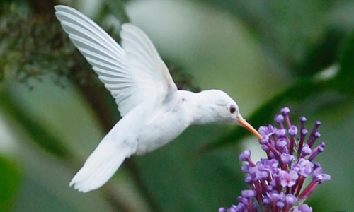 colibri albinos