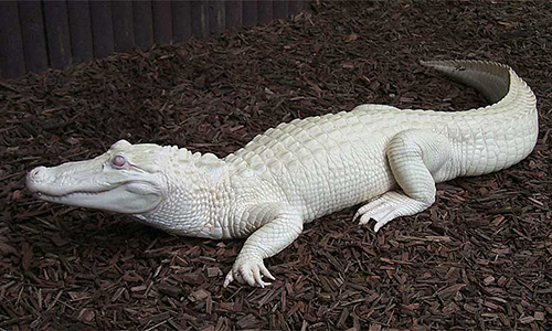 crocodile albinos