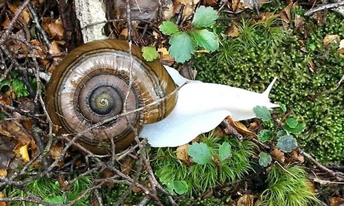 escargot albinois