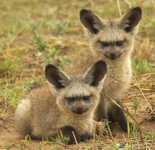 foxes jumeaux