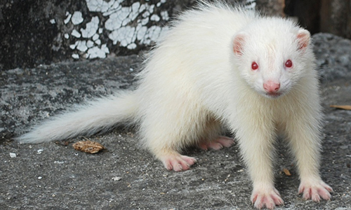 furet albinos