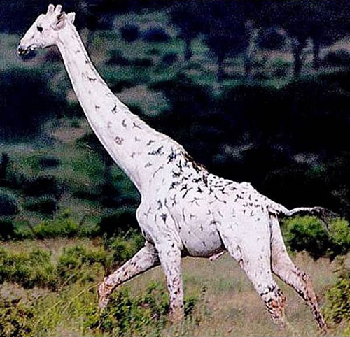 girafe albinos