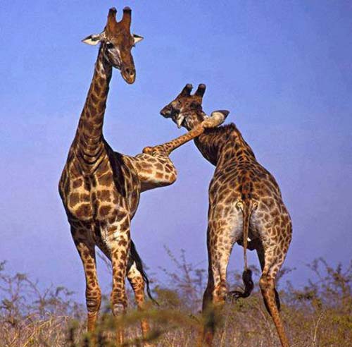 girafe ninja