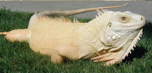 iguane albinos