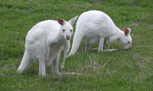 kangourou albinos