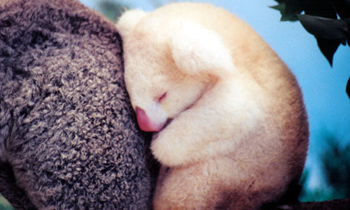 koala albinos