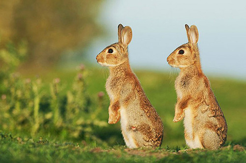 lapins jumeaux