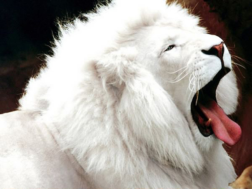 lion albinos