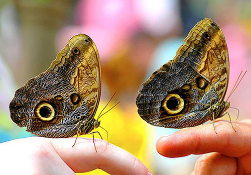 papillons jumeaux