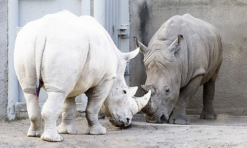 rhinoceros albinos