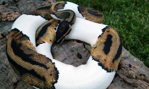 serpent albinos