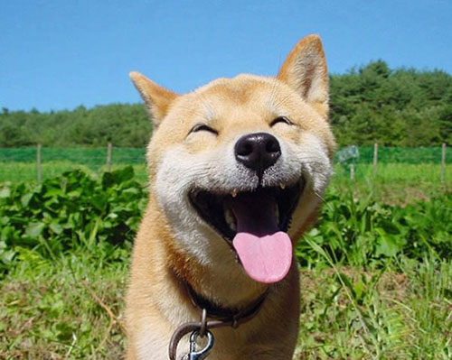 sourire chien