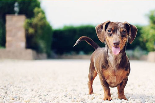 sourire chien2