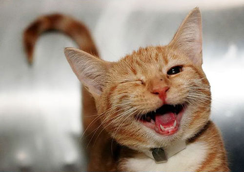 sourire chat