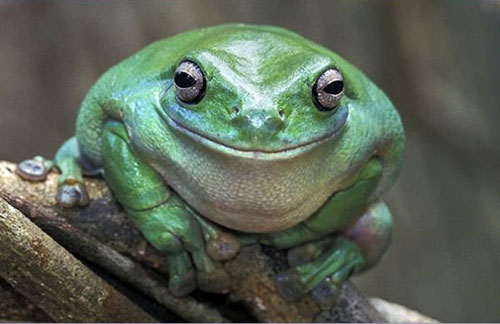 sourire grenouille