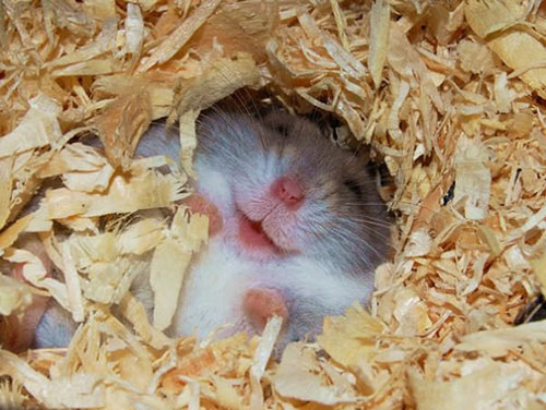 sourire hamster