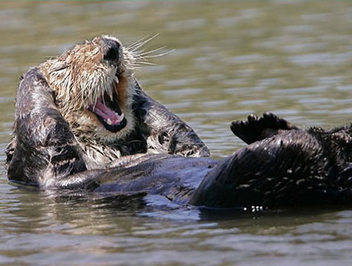 sourire marmotte