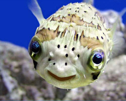 sourire poisson