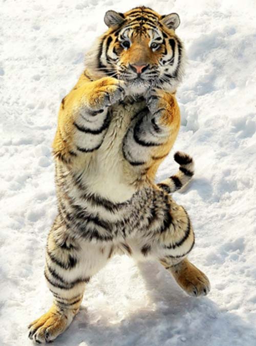 tigre ninja